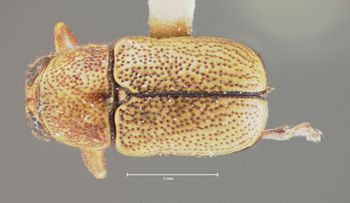 Media type: image; Entomology 8667   Aspect: habitus dorsal view